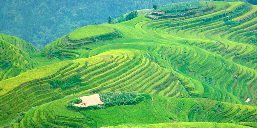 Sapa Terraced Fields