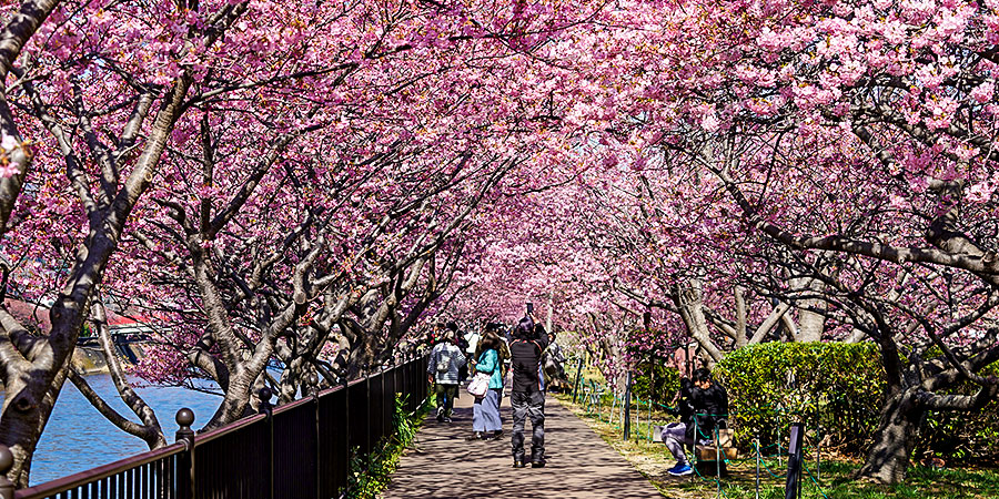 Stunning Sakura Blossom View