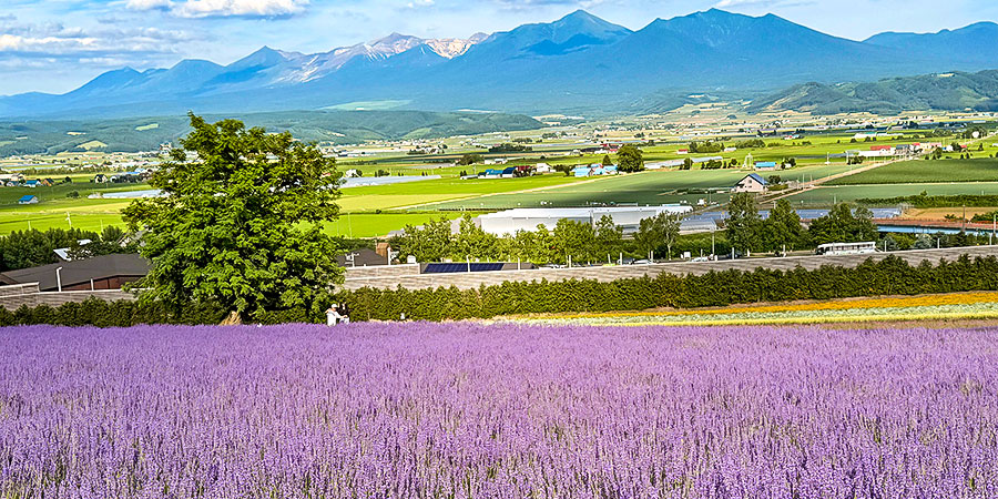 Sapporo Fields in Summer