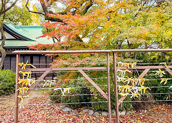 Leaves Starting to Change Color
