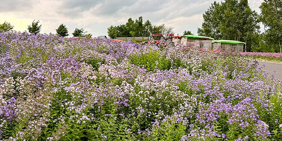 Lilac Blossoms