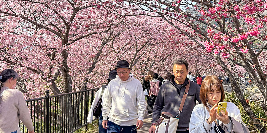 Sakura Blossom in May