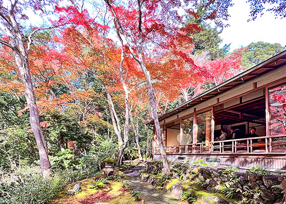 Peak Fall Foliage View