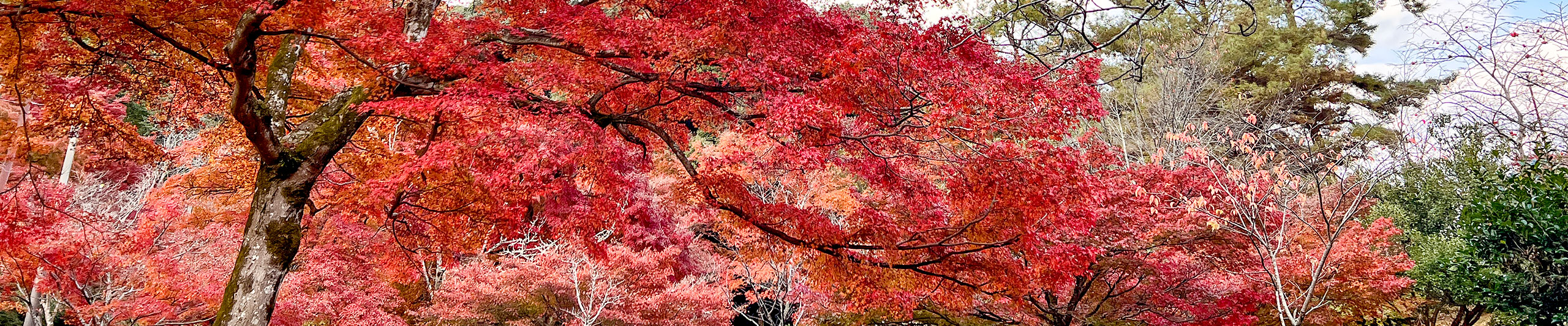 Sapporo Red Leaves