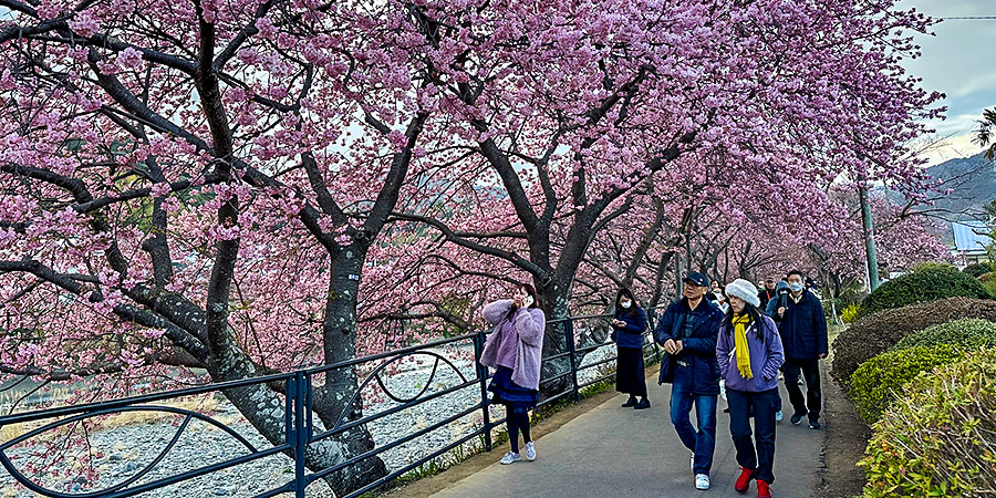 Sakura Blossom in April