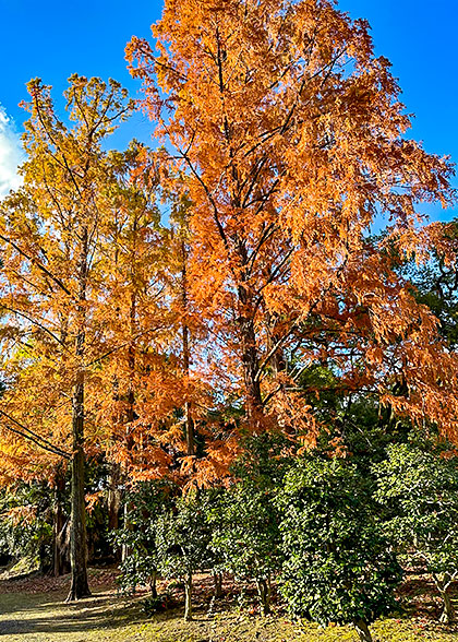 Stunning Fall Foliage View