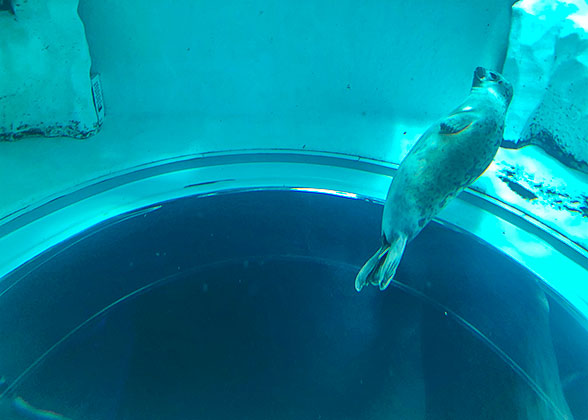 Seals in the Osaka Aquarium Kaiyukan
