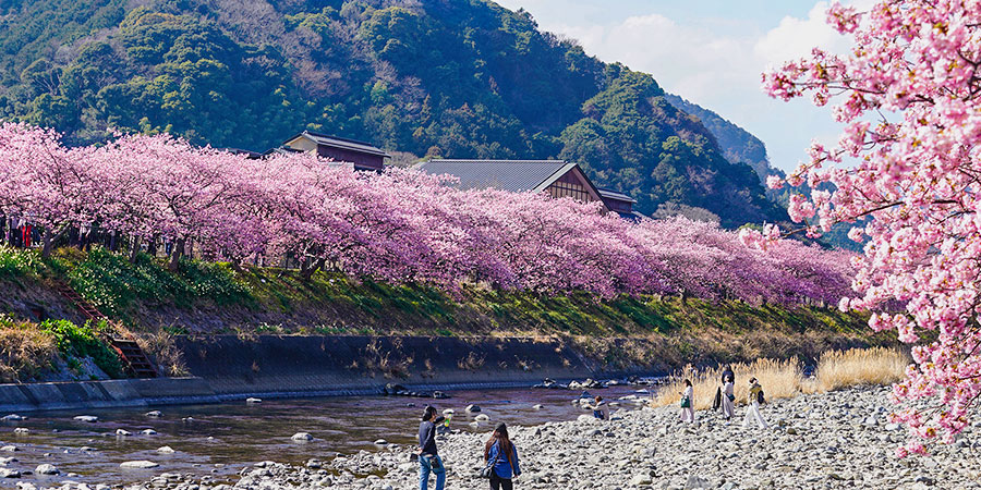 Sakura Viewing in Oshino Hakkai Village