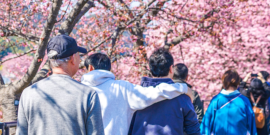 Blooming Sakura in Gangoji Temple