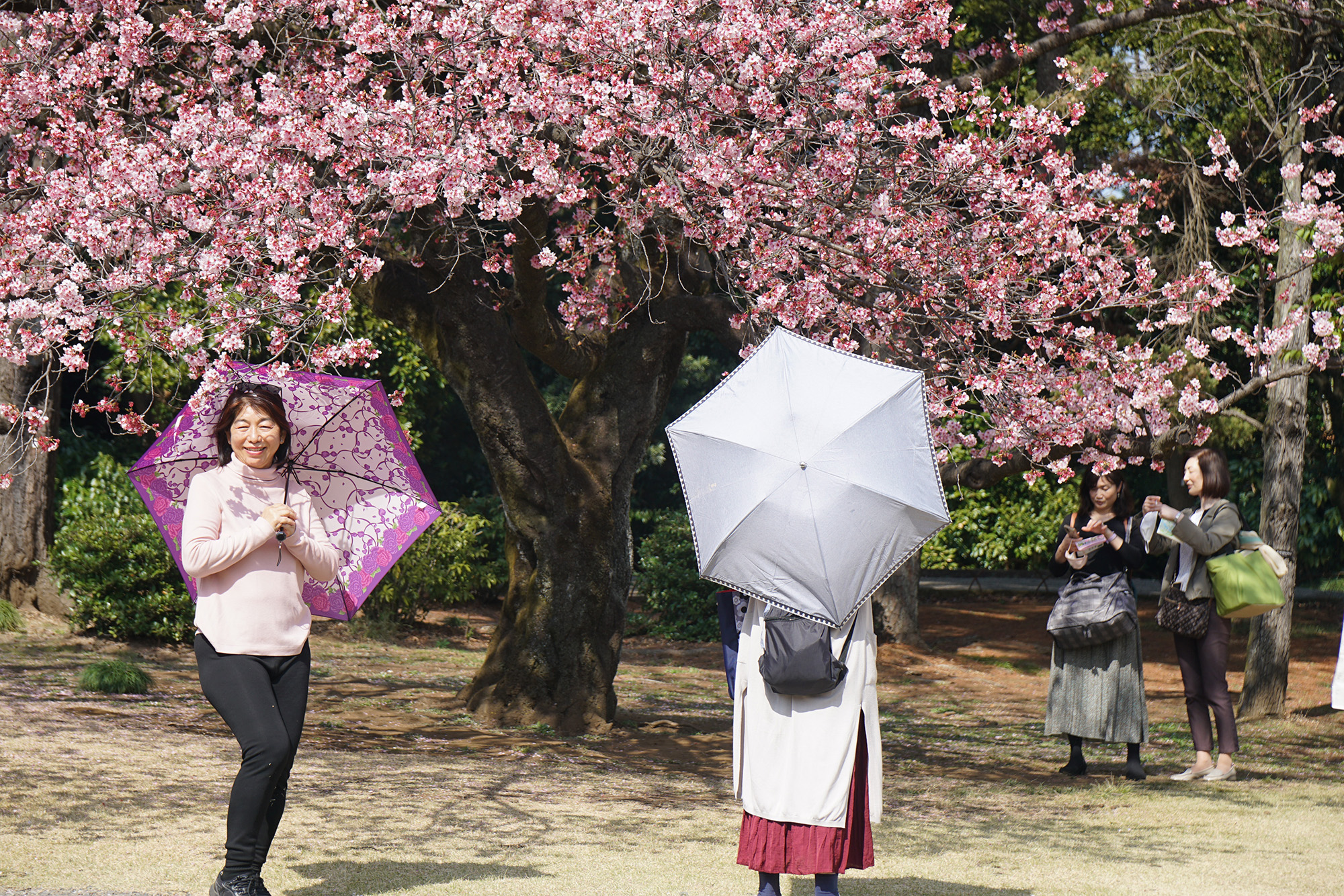 Admiring Cherry Flowers