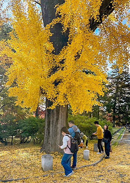 Golden Ginkgo Leaves