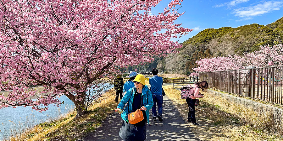 Visiting Sendai in Sakura Season