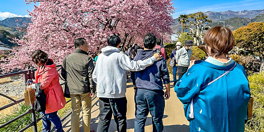 Sendai Sakura in Spring