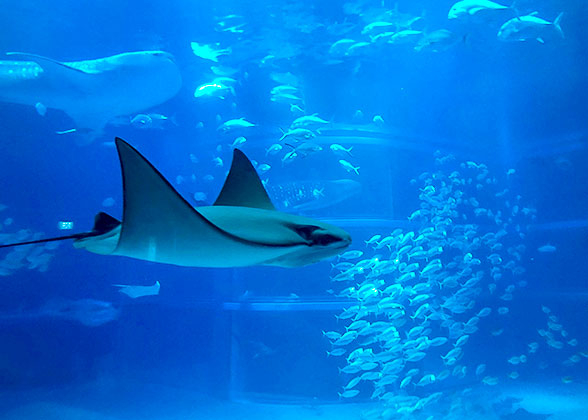 Creatures in Sendai Uminomori Aquarium