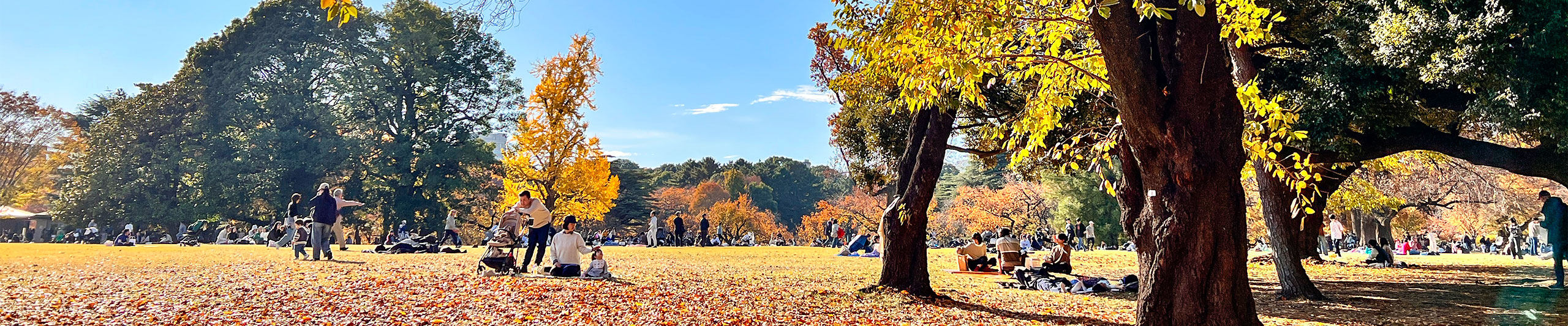 Shinjuku Gyoen National Garden in December Shinjuku Gyoen National Garden in December