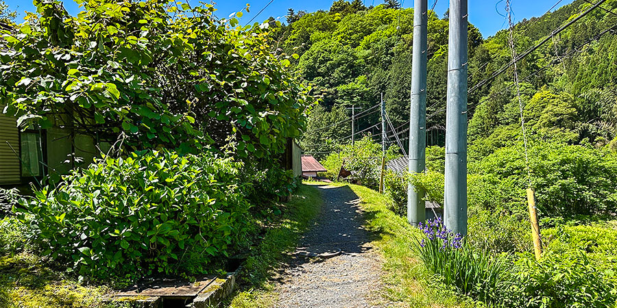 Lush Scenes Along Observation Deck Trail