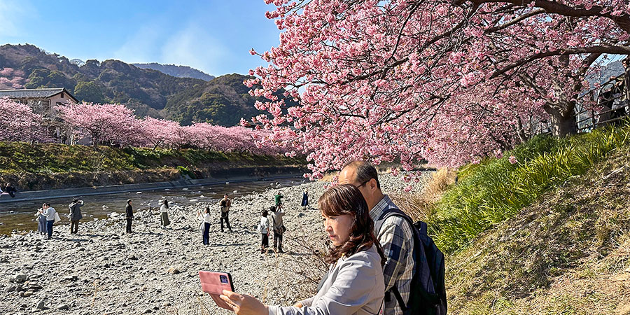 Cherry Trees by the River