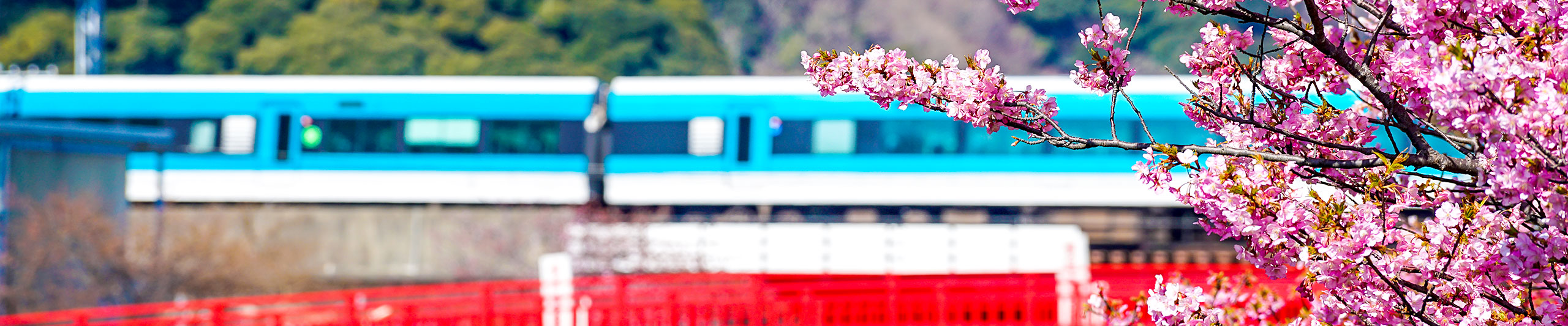 Cherry Blossoms in Shirakawa-go