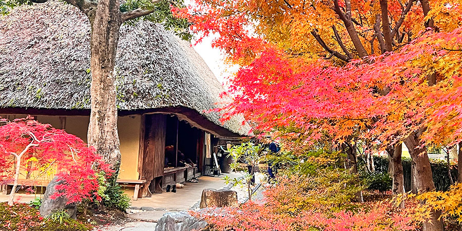 Colorful Fall Leaves