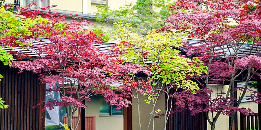 Autumn Scenery in November