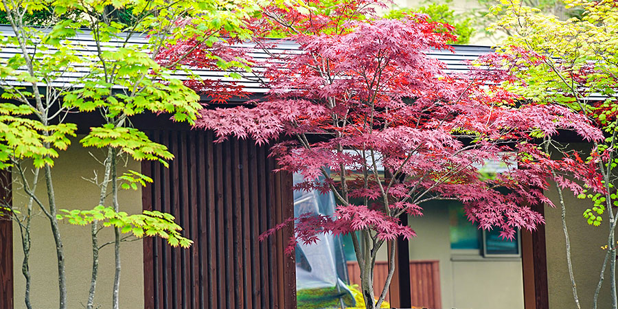 Autumn Color in Late October