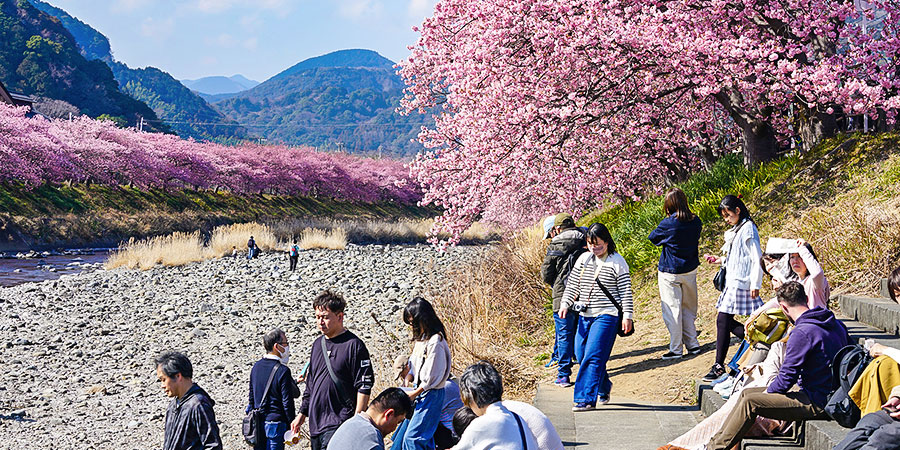 Sakura Scene along Sho River