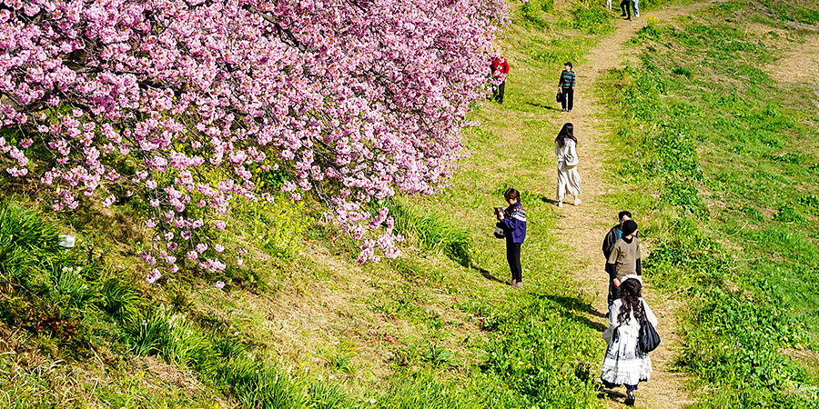 Cherry Flower Scenes in May