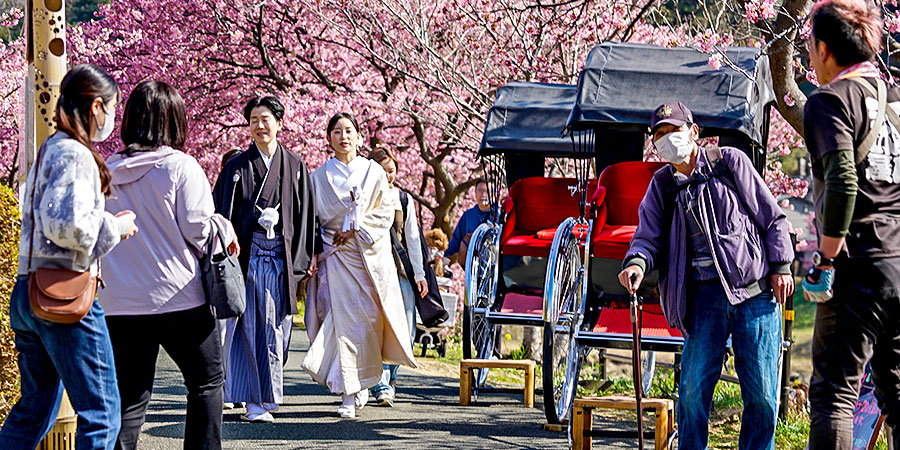 Rickshaws along the Street with Sakura