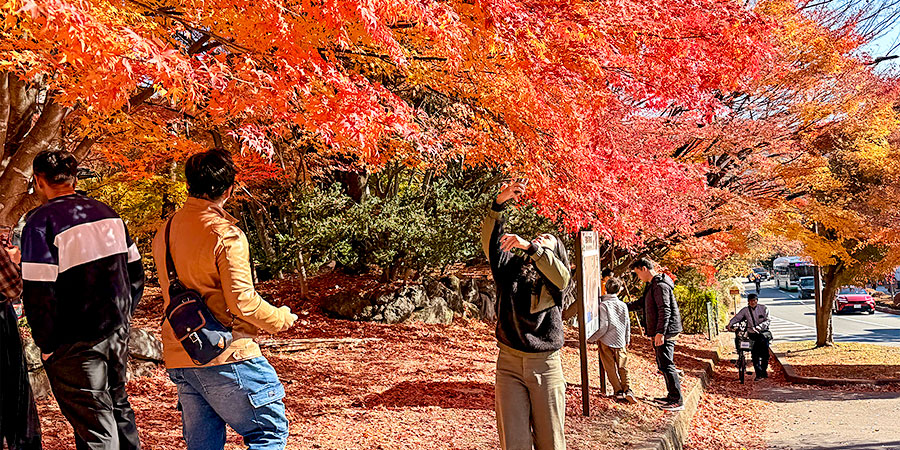 Autumn Colors in Shizuoka