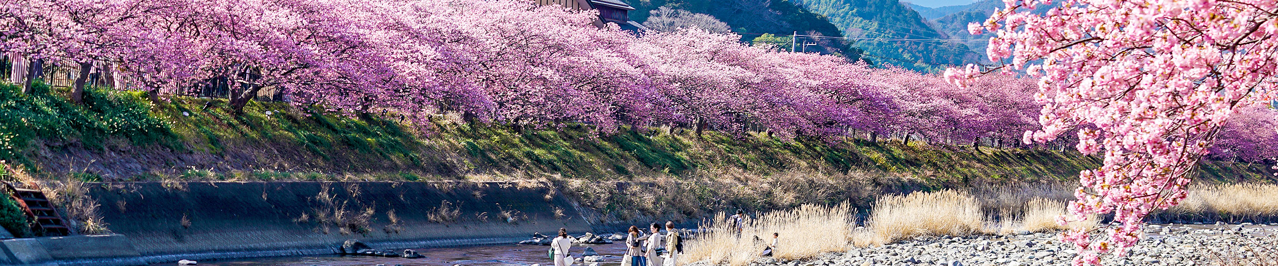 The River Lined with Sakura The River Lined with Sakura