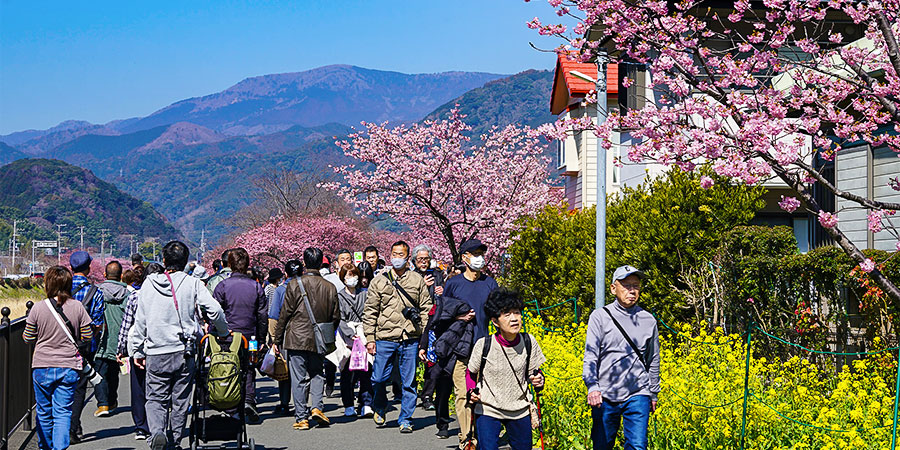 Visitors in Sakura Season