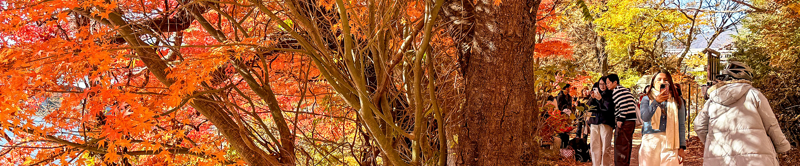 Shizuoka Fall Leaves