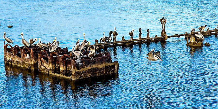 Seagulls in Shizuoka