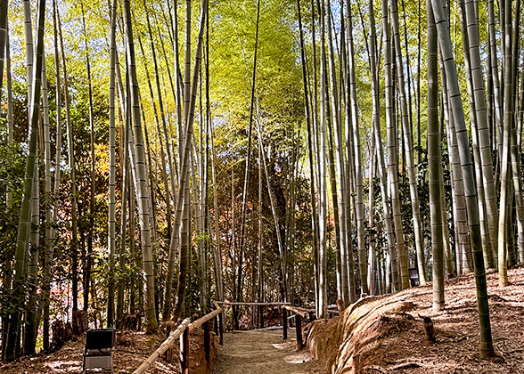 Bamboo Forest Path at Shuzenji Onsen