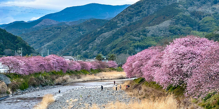 Sakura in Takayama in Spring