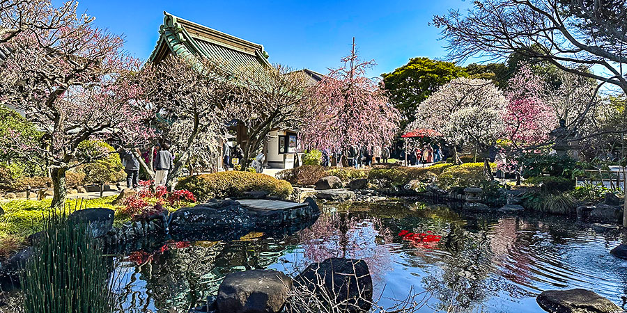 Spring View in Oshino Hakkai