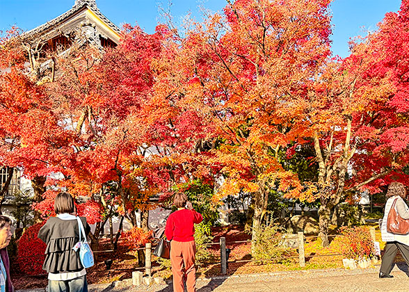 Sumiyoshi Taisha Shrine in Autumn