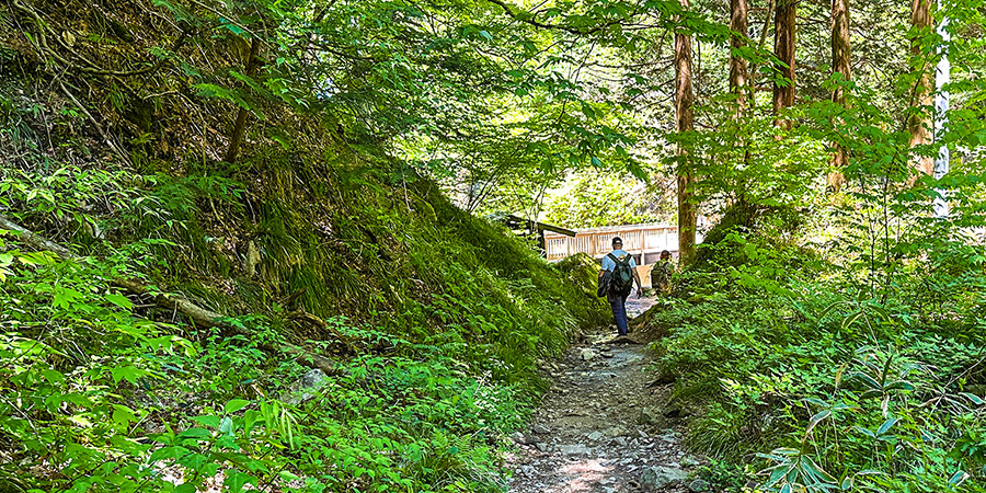 Hakone Forests in Summer