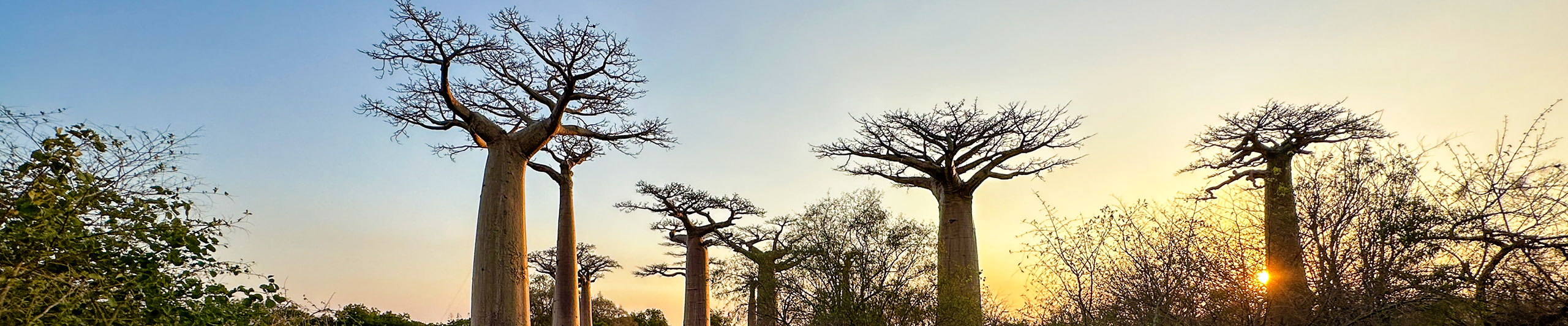 Avenue of the Baobabs