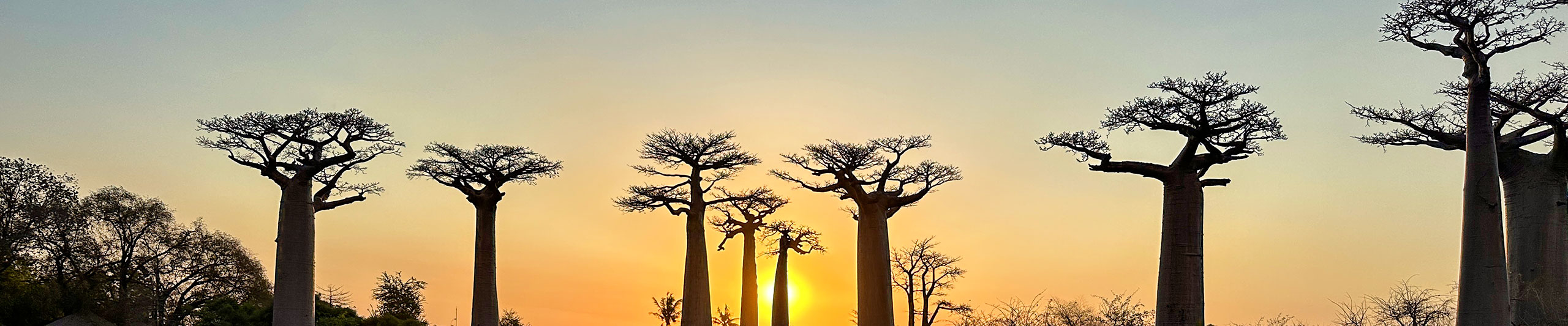 Avenue of the Baobabs