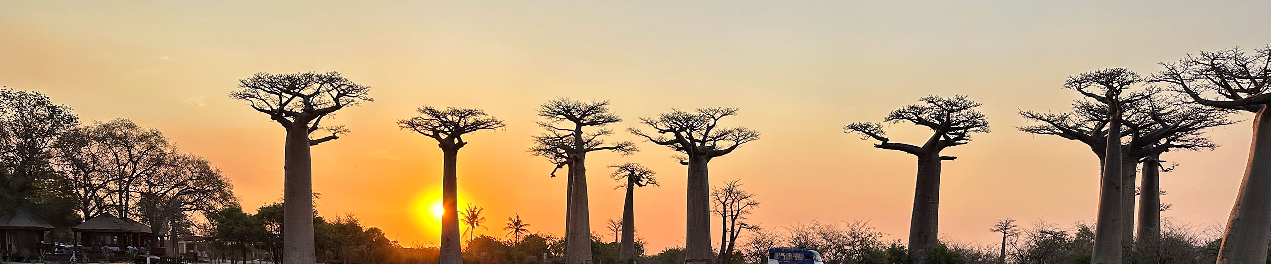 Avenue of the Baobabs