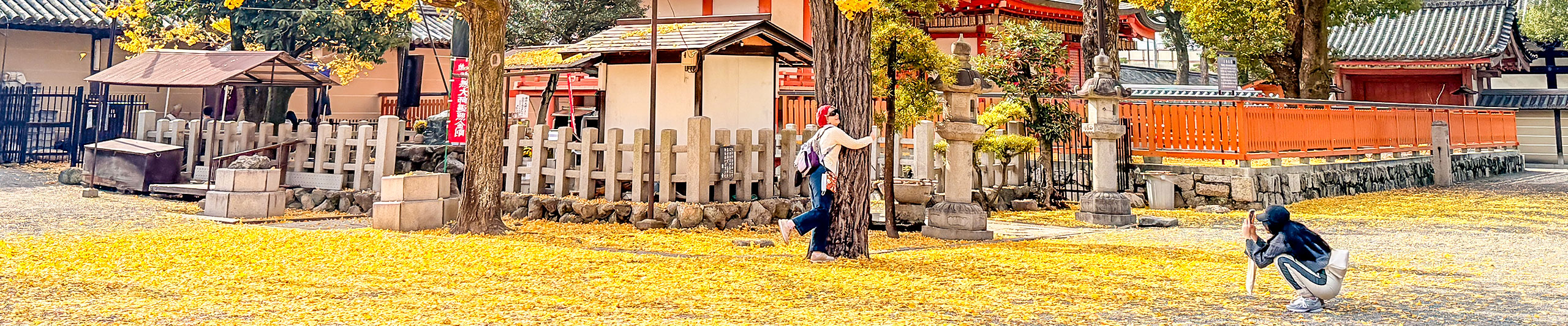 Golden Leaves View