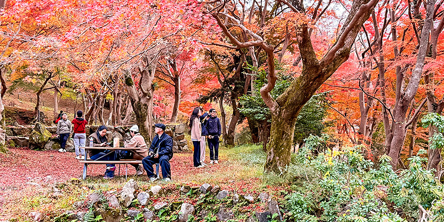 Red Leaves View in Takayama