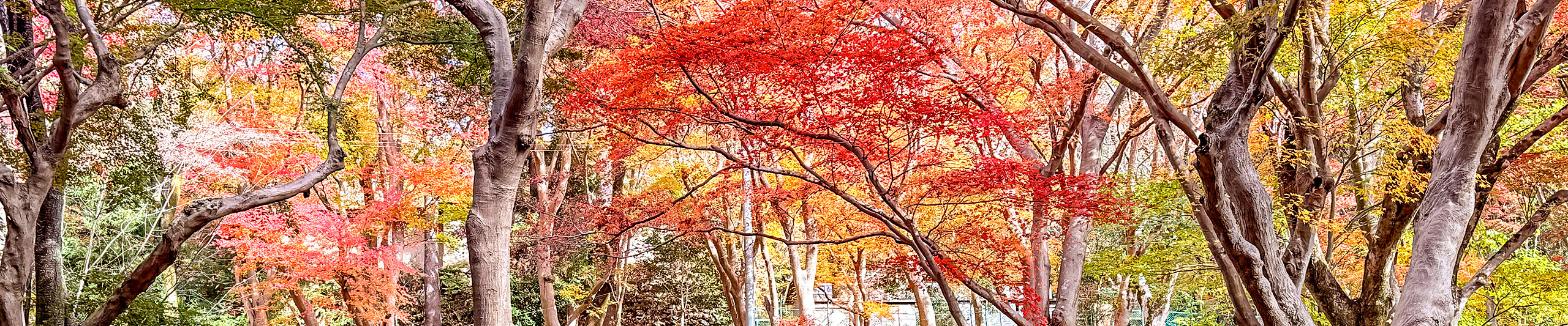 Takayama Red Leaves