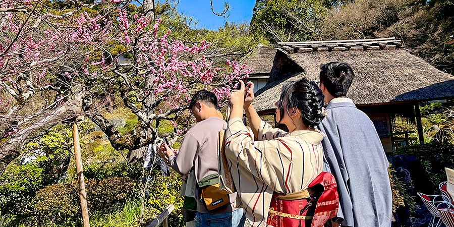 Cherry Blossoms in Takayama