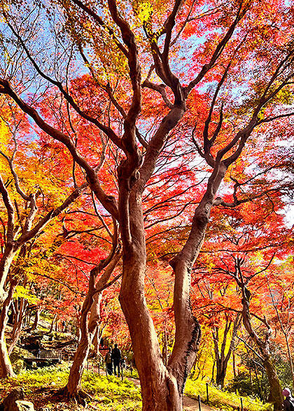 Stunning Fall Foliage View