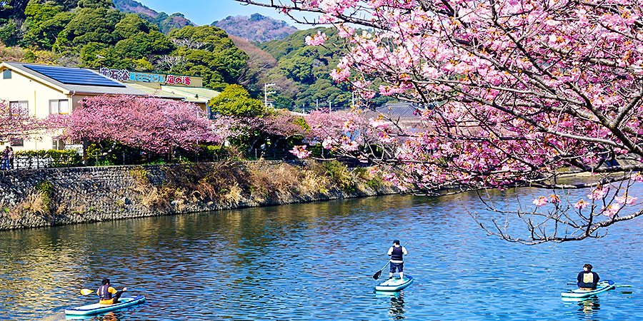 Cherry Blossoms in Takayama