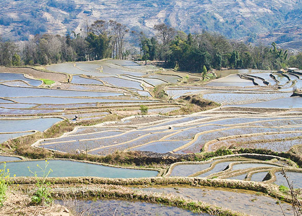 Terrace in Sapa