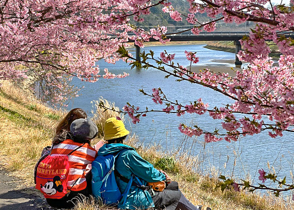 Tokyo Weather in March for a Spring Outing with Cherry Blossoms