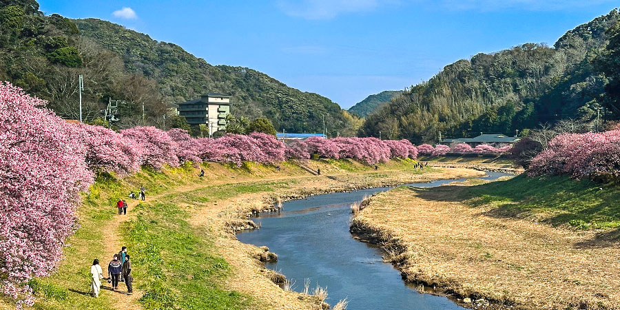 Tokyo Weather in March, with Cherry Blossoms